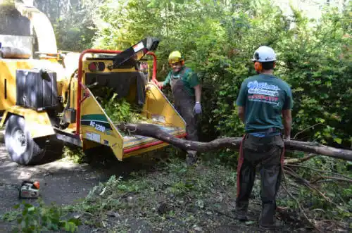 tree services Rio Linda